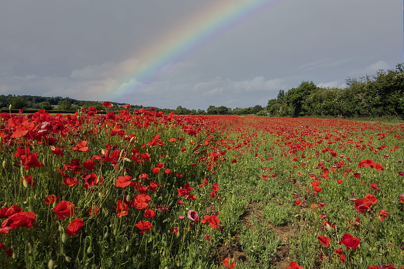 poppies, field, flowers, rainbow, sky, HD wallpaper