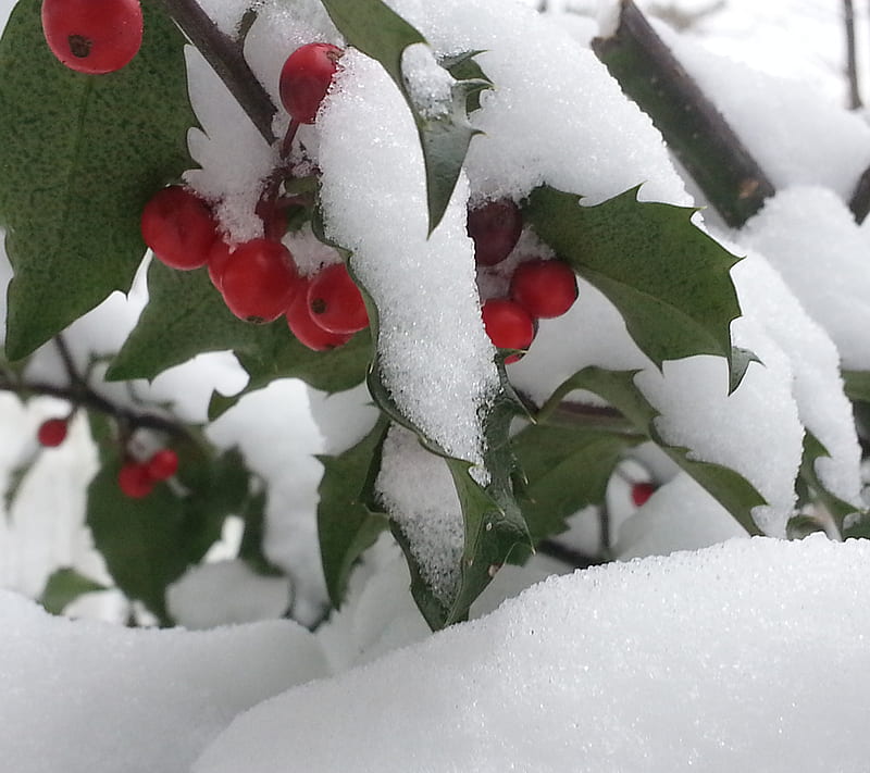 Holly Berries, christmas, snow, winter, HD wallpaper