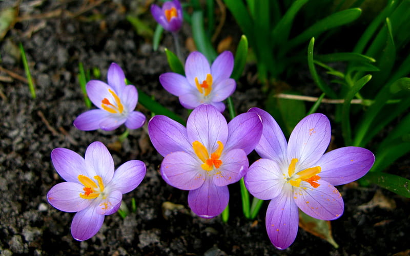 crocuses purple flowers-High Quality, HD wallpaper