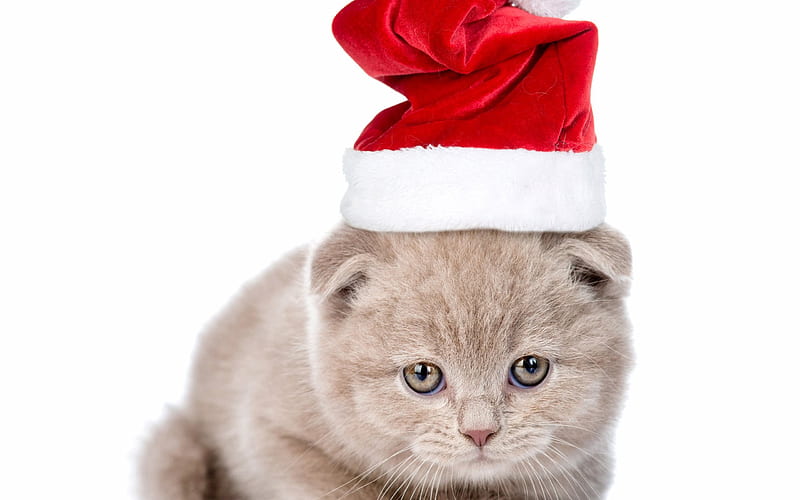 gray cat, santa, christmas, cute animals, kitten, HD wallpaper