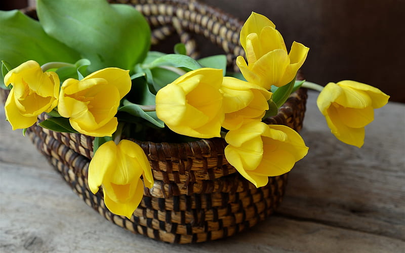 yellow tulips, flowers in a basket, yellow flowers, basket, tulips, HD wallpaper