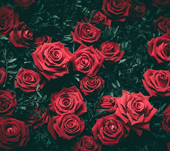 Roses, flower, girl love, nature, red, HD wallpaper