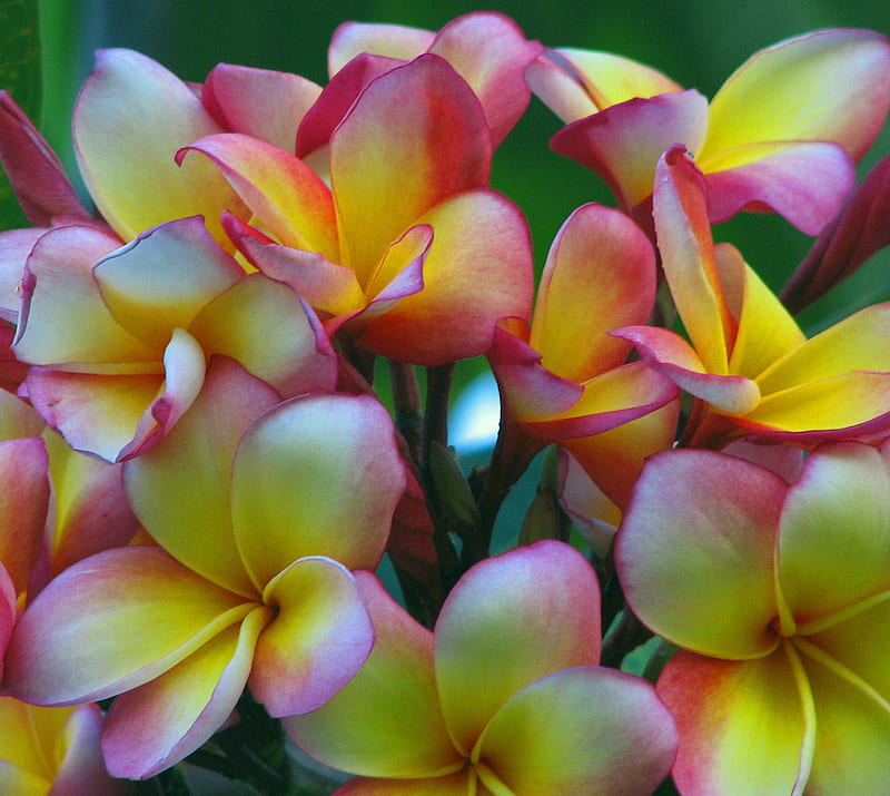 Frangipani, best, cool, flowers, natural, nature, new, s3, sgs3, HD wallpaper