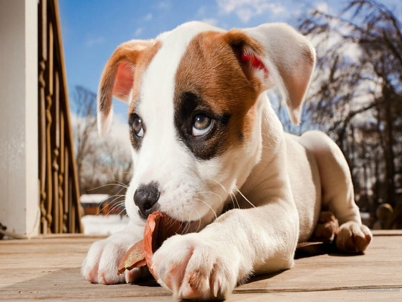 cute puppy, cute, pet, floppy ears, adorable, puppy, HD wallpaper
