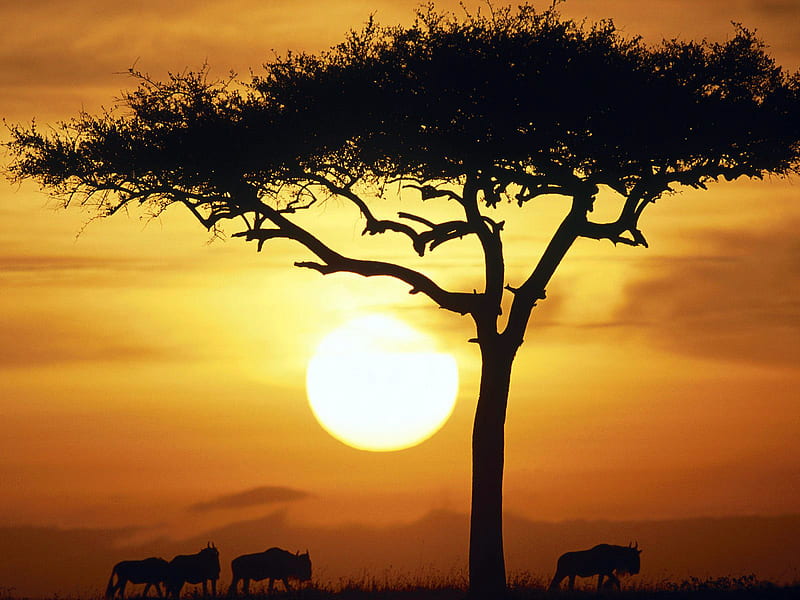 Sunrise Masai Mara Kenya, kenya, tree, wild, masai mara, sunrise, sky, animals, africa, HD wallpaper