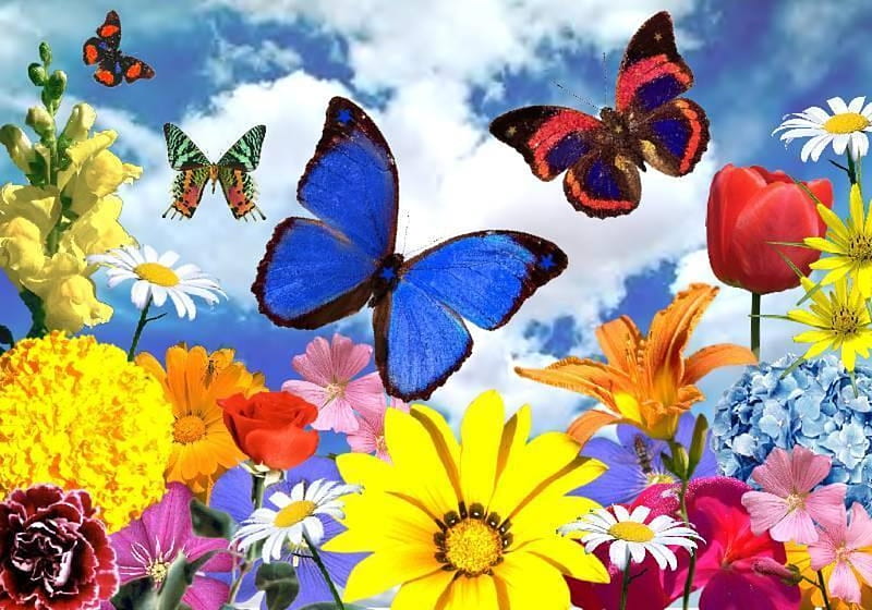 Burst of color, butterfly, flowers, blooms, clouds, sky, HD wallpaper ...