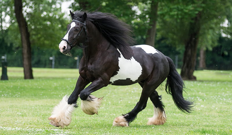 Black and White Horse Breeds with - Helpful Horse Hints, Gypsy Vanner Horse, HD wallpaper