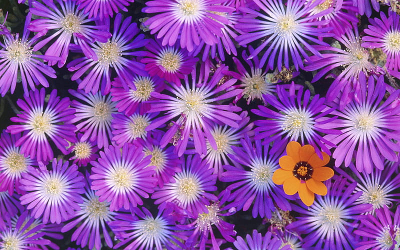 Odd One Out., flower, purple, orange, daisy, HD wallpaper