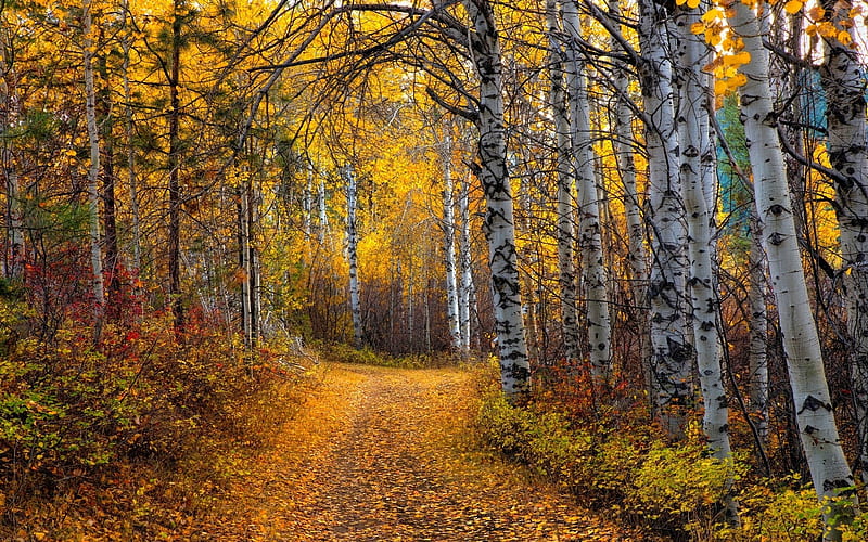 Path - Forest, path, aspen, graphy, fall, autumn, trees, nature, forest, HD wallpaper