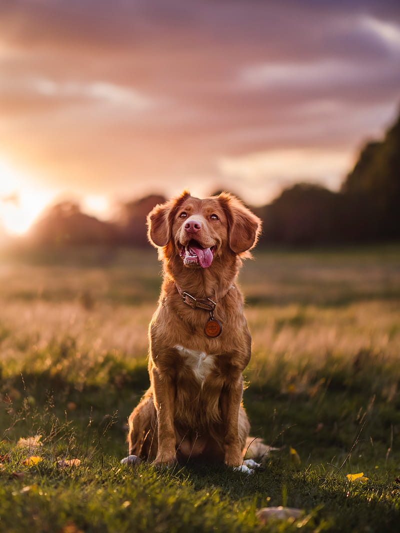 golden retriever, dog, protruding tongue, pet, glance, HD phone wallpaper