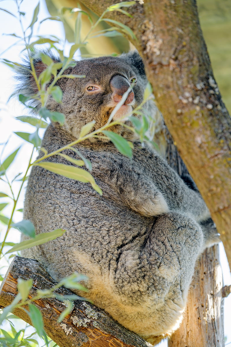 koala, animal, tree, branches, HD phone wallpaper