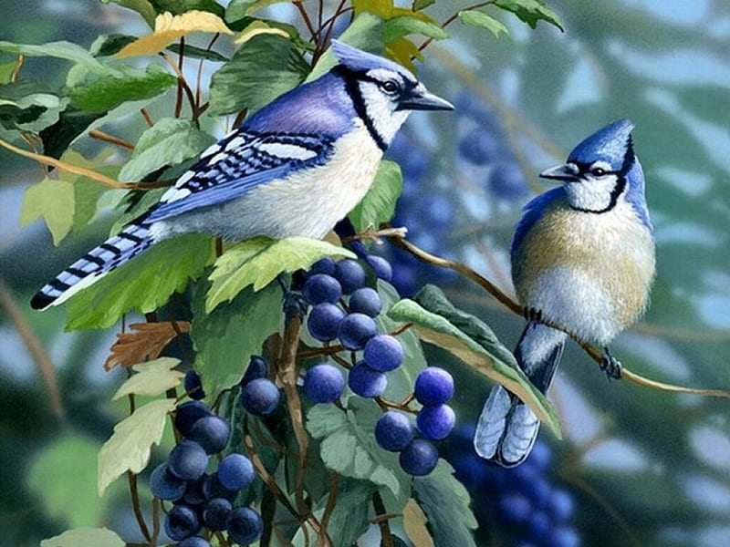 BLUE JAYS, birds, spring, blue, HD wallpaper