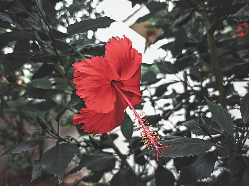 red hibiscus in bloom during daytime, HD wallpaper