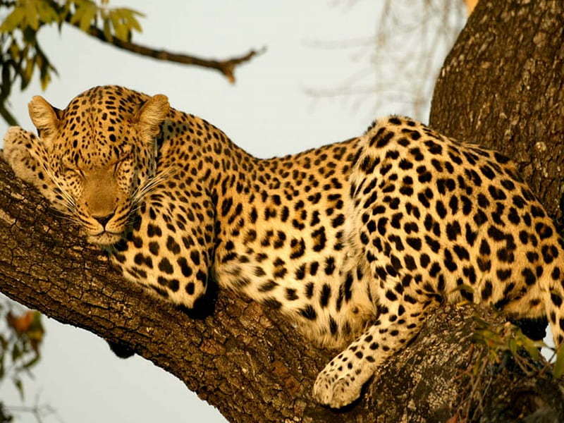 Leopard Sleeping, leopard, feline, cat, spots, HD wallpaper | Peakpx