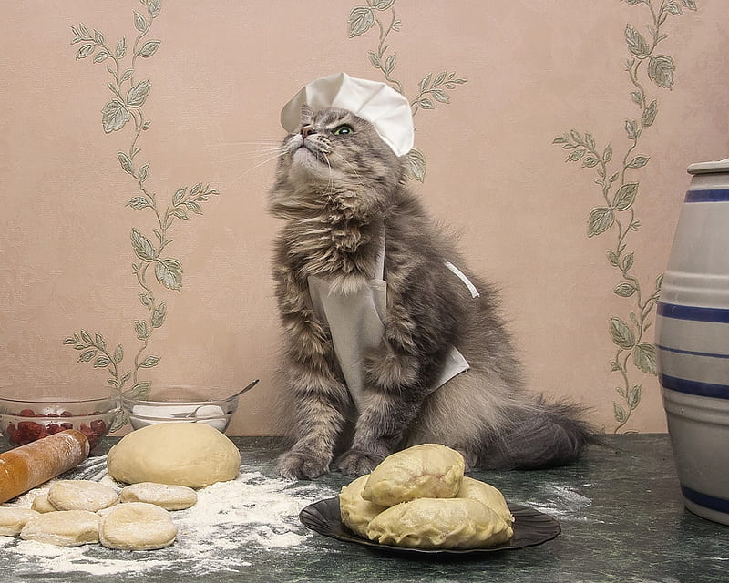 Proud chef, cat, hat, cute, chef, daykiney, funny, pisici, HD wallpaper
