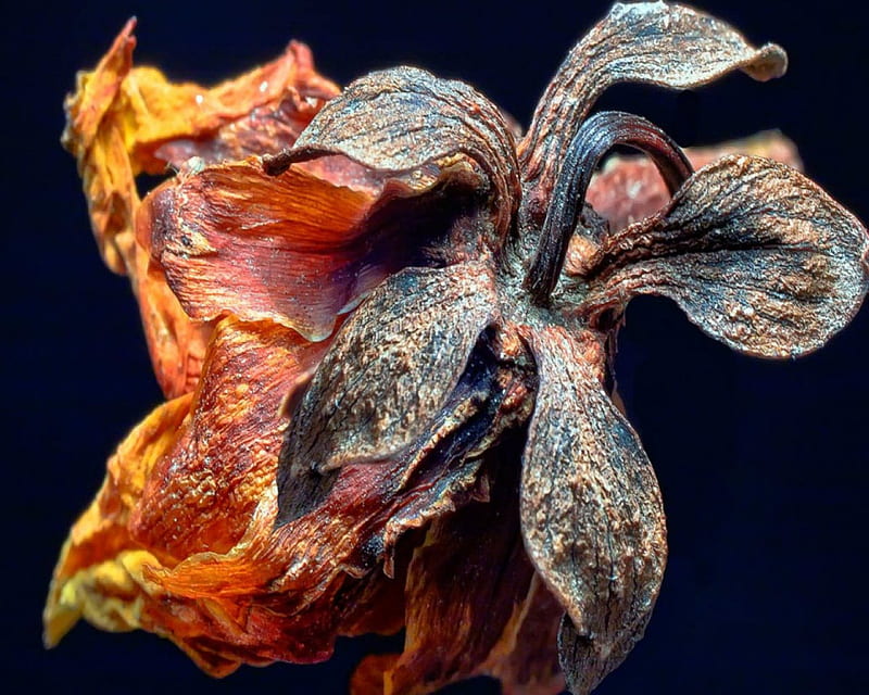 Dried flower, flower, petals, dried, orange, HD wallpaper