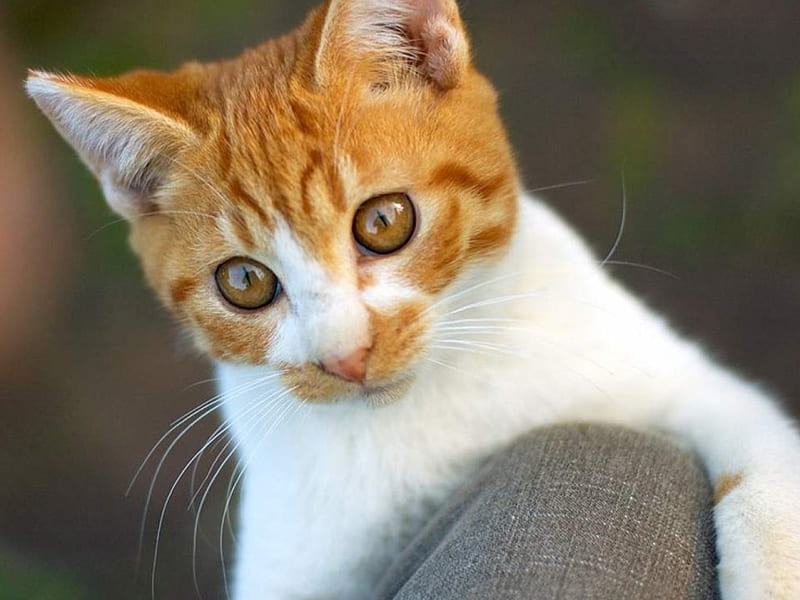 orange and white tabby cat with amber eyes