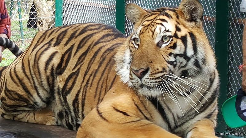 From the Tigers Den, Tiger, Wild, Thailand, Phuket, Animal, HD wallpaper