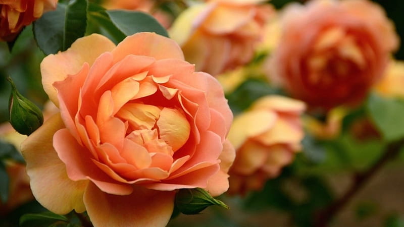 Orange Roses, peony, rose, orange, flowers, nature, HD wallpaper