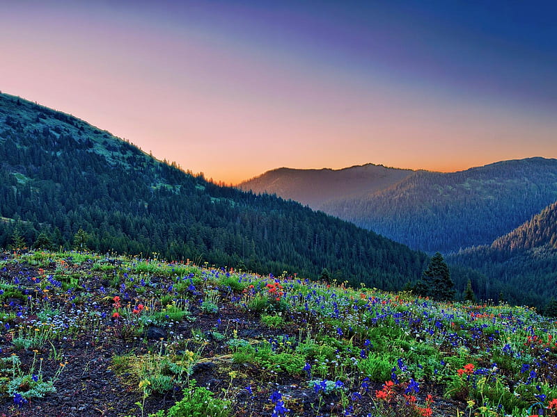 Wild Flowers in the Mountains, mountains, flowers, nature, sunrise, meadow, HD wallpaper