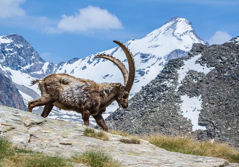Mountain, Animal, Alpine Ibex, HD wallpaper