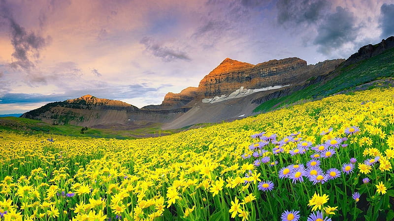 Mountain Meadow, yellow, sky, clouds, valley, mountains, flowers, nature, field, meadow, HD wallpaper