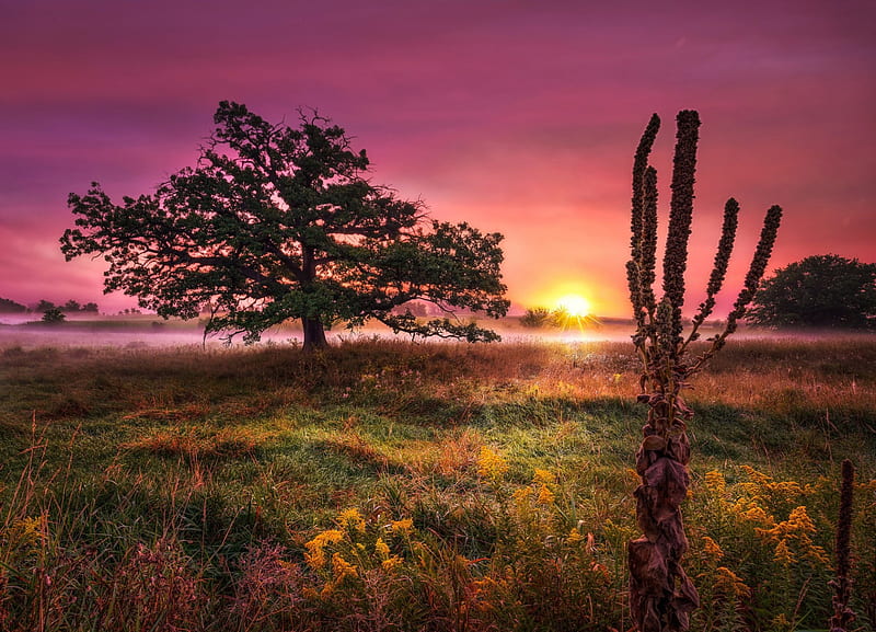Prairie Sunrise, grass, bonito, sunrise, morning mist, trees, sky, field, HD wallpaper