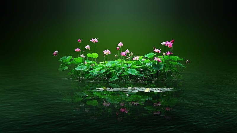 Flowers, Lotus, Flower, Plant, Leaf, Earth, Pond, HD wallpaper