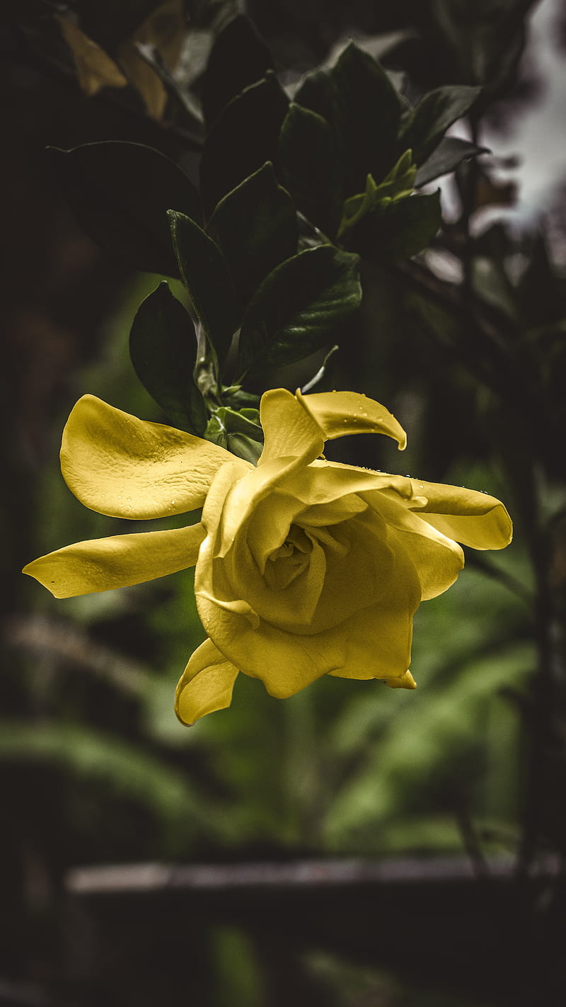 flower, yellow, macro, petals, bud, HD phone wallpaper