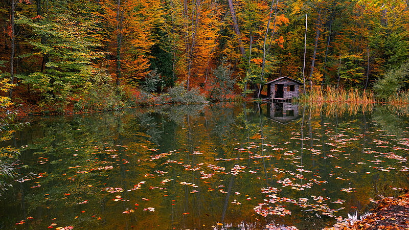 Hut In River With Reflection Of Green Yellow Autumn Trees Nature, HD wallpaper