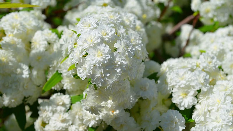 Nature, Flowers, Bush, Flower, Plant, Blur, Close Up, , White Flower, Blossom, May Bush, Rosaceae, Spiraea, HD wallpaper