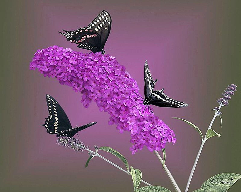 White Swallowtail, wings, butterfly, summer lilac, insect, flower, blossoms, HD wallpaper