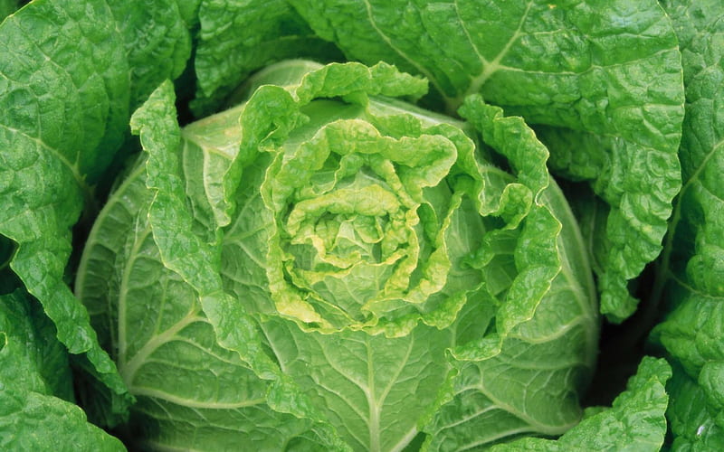 Lettuce, lrttuce, graphy, veg, green, food, HD wallpaper