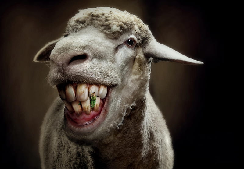 :D, creative, animal, situation, sheep, fantasy, add, commercial, funny, dental floss, HD wallpaper