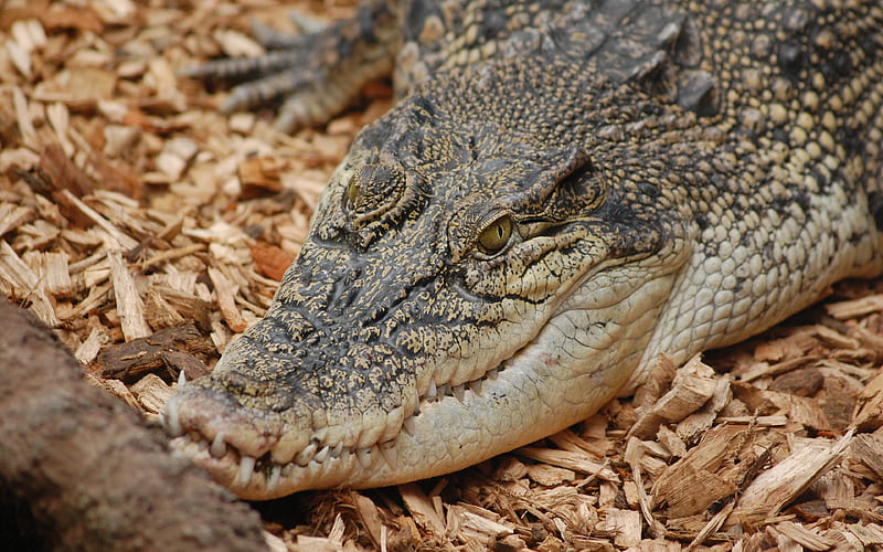 large crocodile, wildlife, predator, autumn, sawdust, crocodiles, HD wallpaper