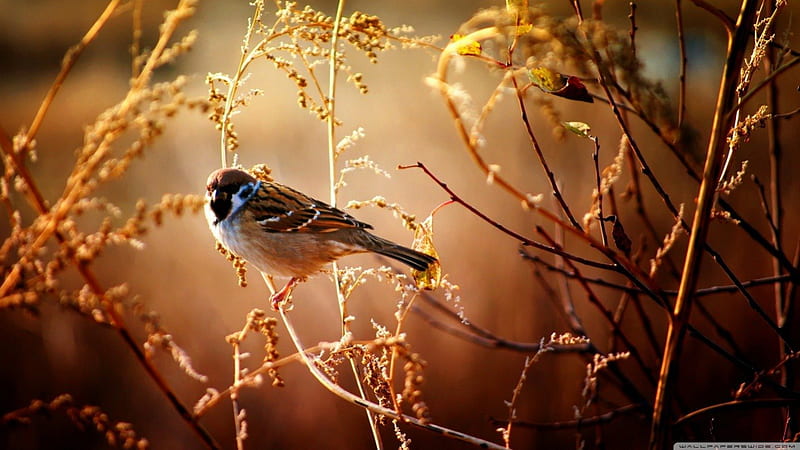 Sparrow, fall, autumn, birds cute wild, summer, wildlife, nature, animals, HD wallpaper