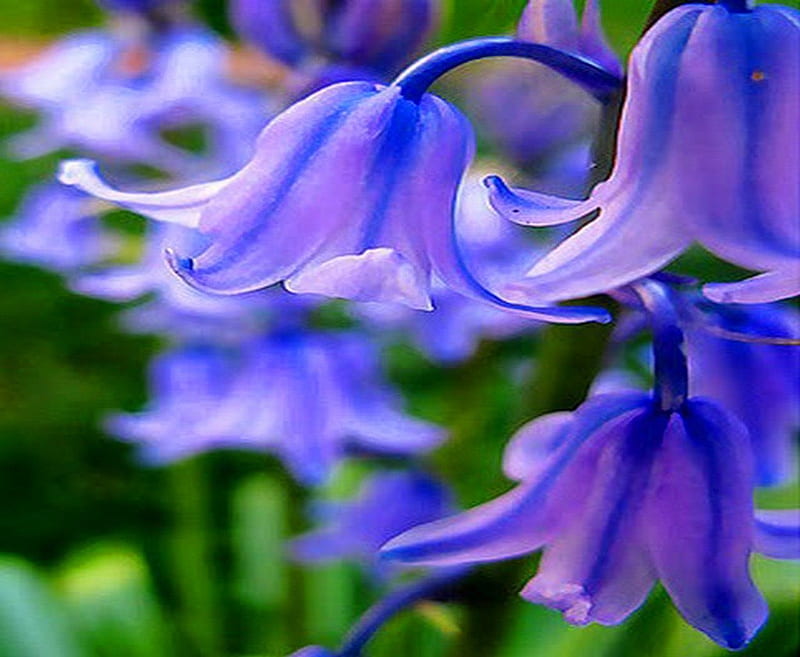 Bluebell morning, garden, flowers, Bluebells, blue, HD wallpaper