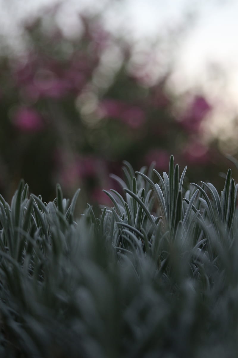 grass, lawn, macro, blur, HD phone wallpaper