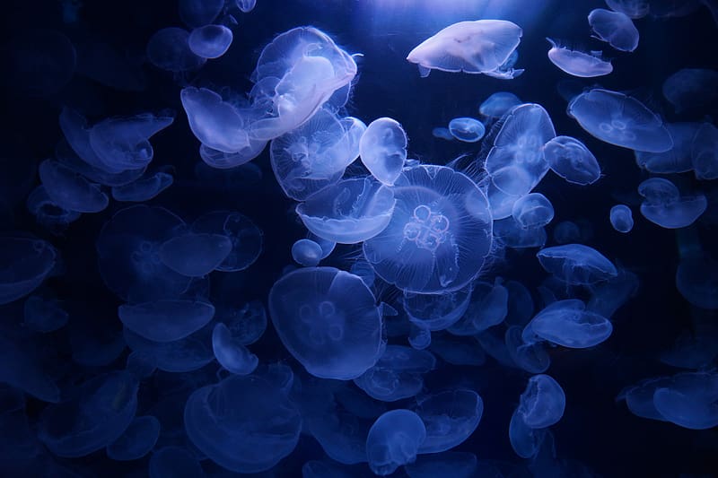 jellyfish, blue, underwater, transparent, HD wallpaper