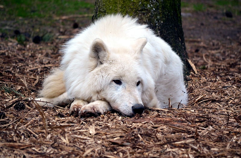 Lobo ártico, depredador, manada de lobos, descansando, naturaleza,  canadiense, Fondo de pantalla HD | Peakpx