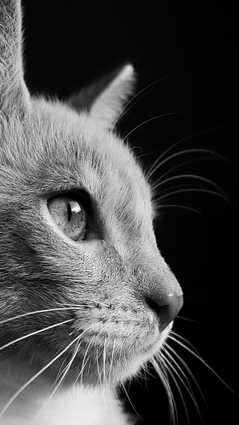 HD white and grey cat wallpapers | Peakpx