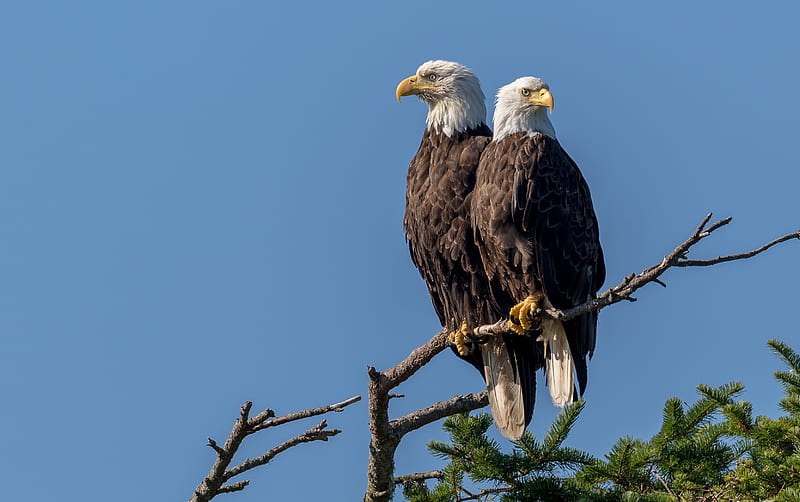 Couple of Bald Eagles, eagles, annimal, birds, sky, bald, needles, feather, beak, branches, HD wallpaper