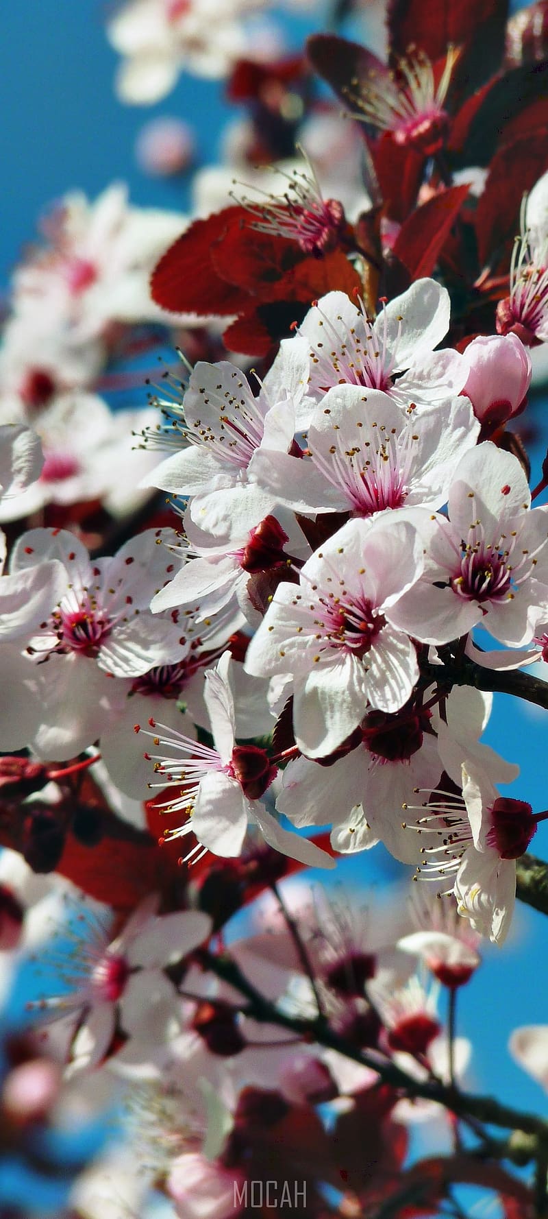 almond blossom cherry blossom japanese cherry trees, Oppo A72 5G , - Rare Gallery, 1080x2400 Japan, HD phone wallpaper