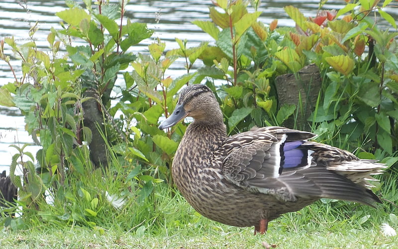 Ducky, duck, bird, garden, lake, feathers, HD wallpaper