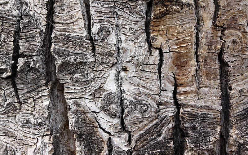 old tree bark texture, wood bark, gray wooden background, forest, natural textures, HD wallpaper