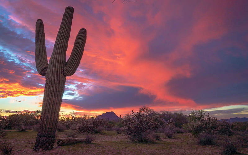 Amazing Sky near Mesa, Arizona, colors, desert, sky, usa, cactus, HD wallpaper