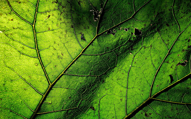 green leaves texture, macro, leaves, leaves texture, green leaf, leaf pattern, leaf textures, green leaves, HD wallpaper