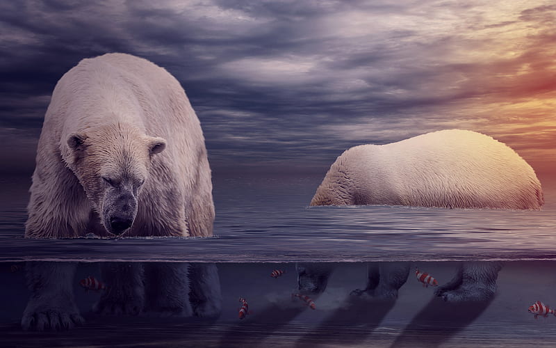 polar bears wildlife, sea, fishing, bears, Ursus maritimus, HD wallpaper