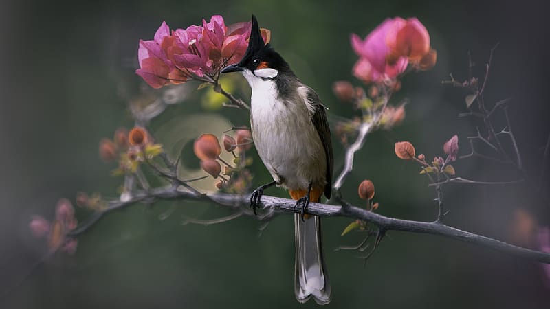 Red-Whiskered Bulbul, one, bird, pasari, branch, nature, red whiskered bulbul, pink, flower, HD wallpaper