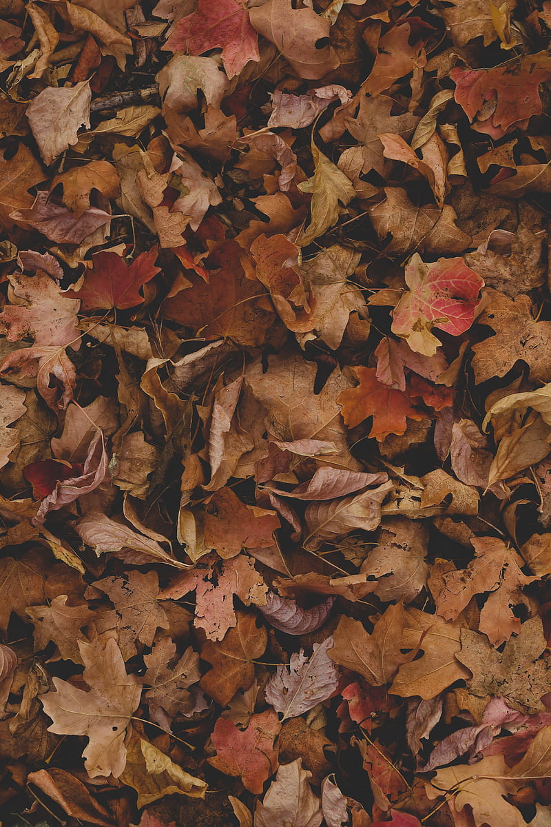 maple, leaves, autumn, dry, HD phone wallpaper